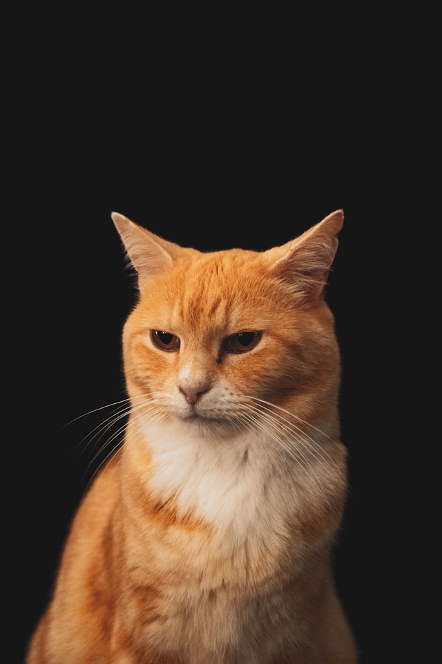 An orange tabby cat in warm light against a dark background