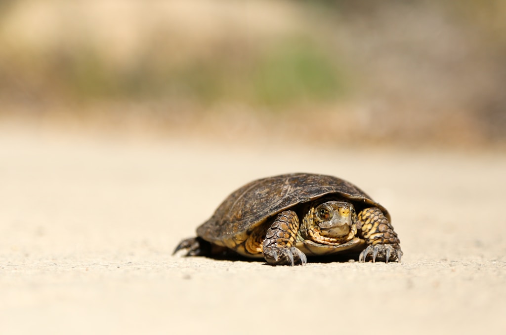 A tortoise crossing pale desert ground