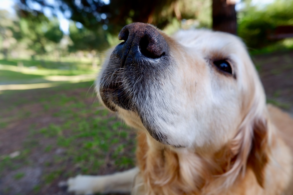 A golden retriever nose close to the lens