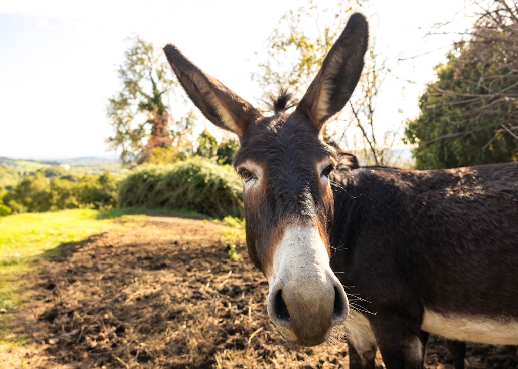 A donkey with tall ears looking at the camera