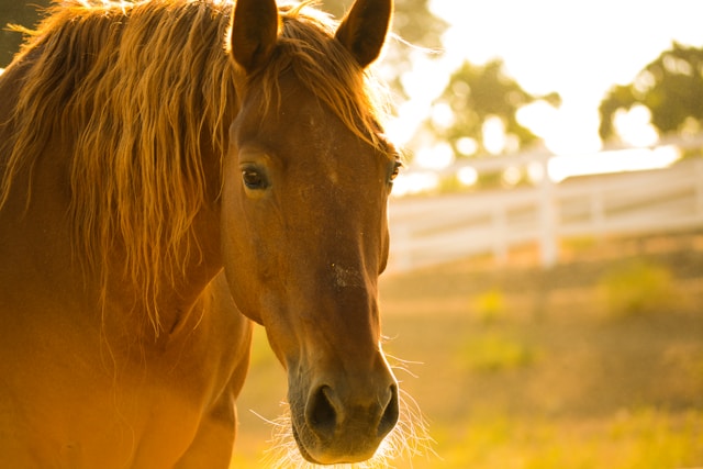 A chestnut horse at a white ranch fence in warm light